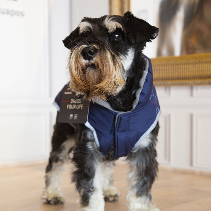 Outech Abrigo Azul con Estampado de Huesos para perros, , large Imagen numero 3